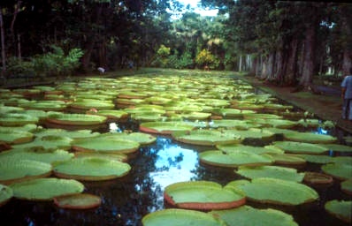 Pamplemousses Botanical Garden